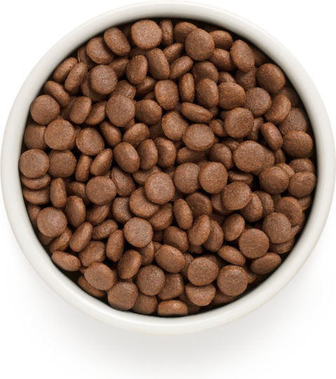 Grandorf Holistic & Hypoallergenic 1kg Dry Food Grain-Free & Gluten-Free for Adult Medium & Large Breed Dogs with Duck and Turkey