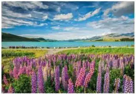 Lupinen Am See Tekapo Puzzle 2D 1500Stk.