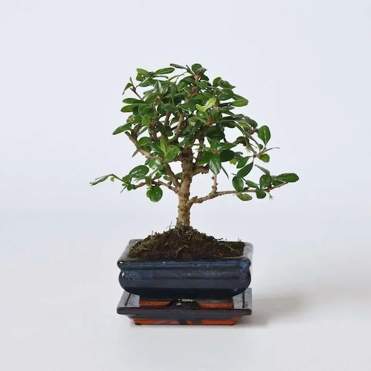 Μπονσάι Bonsai Carmona