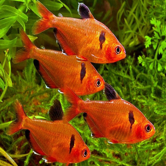 Lebende Aquarienfische Lf Amazon Mini Tetra Serpae Rote 4,0 Cm