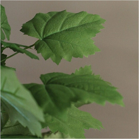 African Green Sparmannia Plant D43h55cm