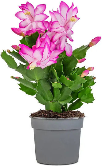 Υπομονή Schlumbergera Roze Premium 25+ Υπομονή Schlumbergera Roze Premium 25+