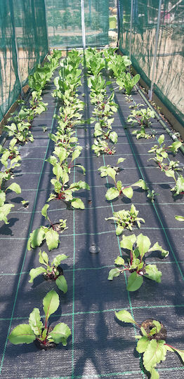 ProKROB Ground Cover Fabric Carrot Leek Parsley Celery Spinach 1x5m 99 Positions 99108