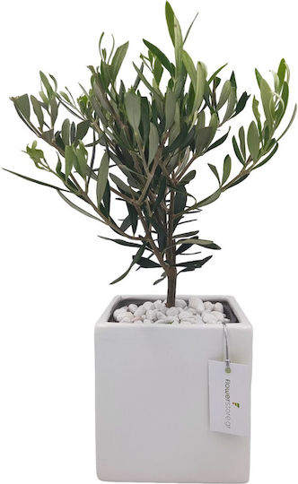 Olive Bonsai Alb Ghiveci