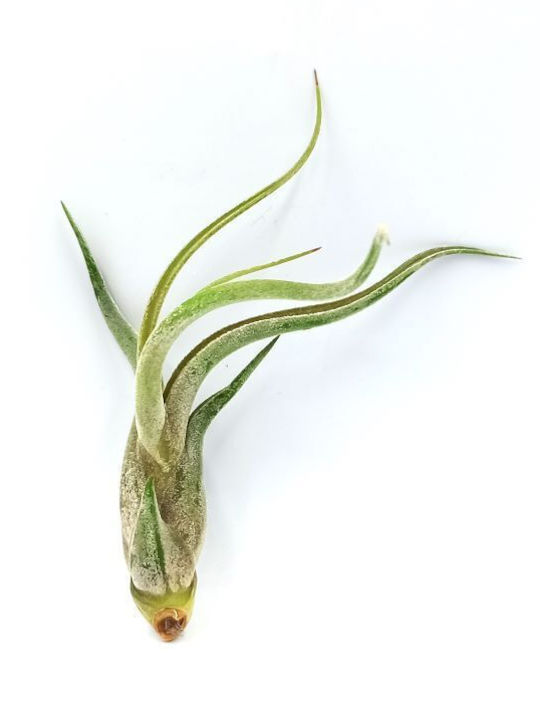 Airplant Tillandsia Bulbosa Xl