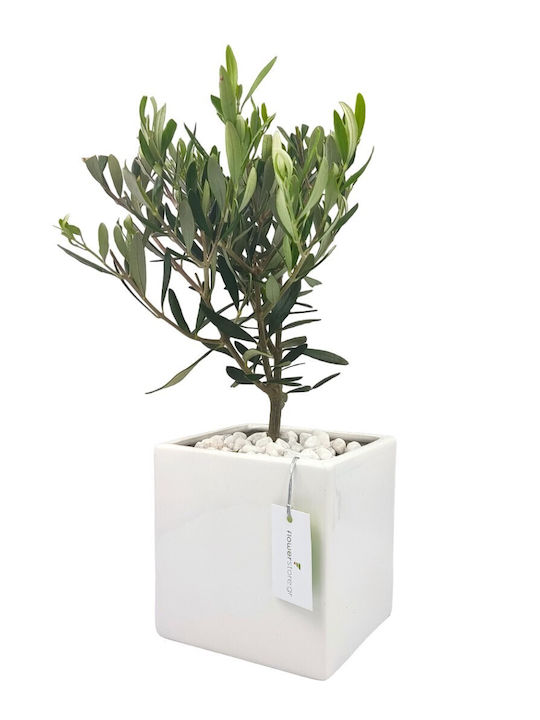 Olive Bonsai White Planter