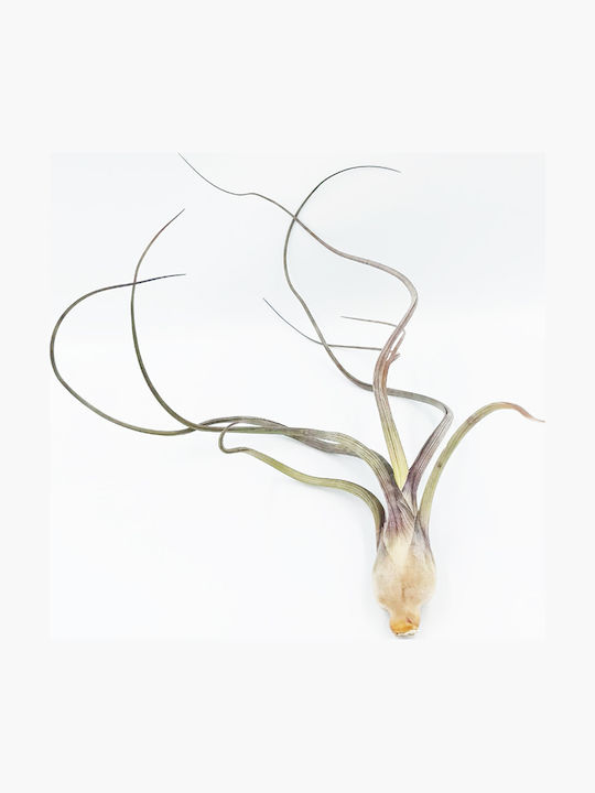 Airplant Tillandsia Bulbosa Xl