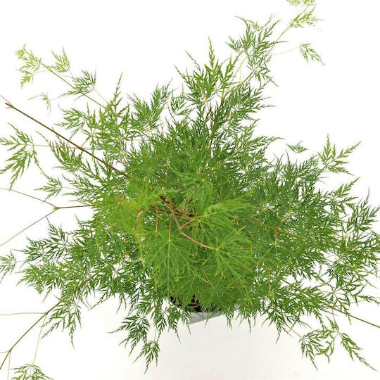 Acer Palmatum “emerald Lace”