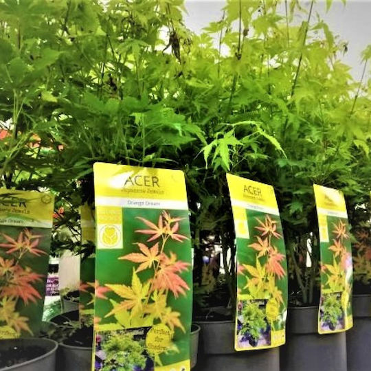 Acer Palmatum ”Vis Portocaliu”