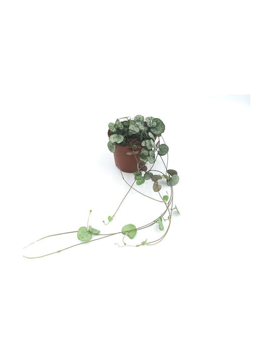 Кремасто Растение “string Hearts” 20см