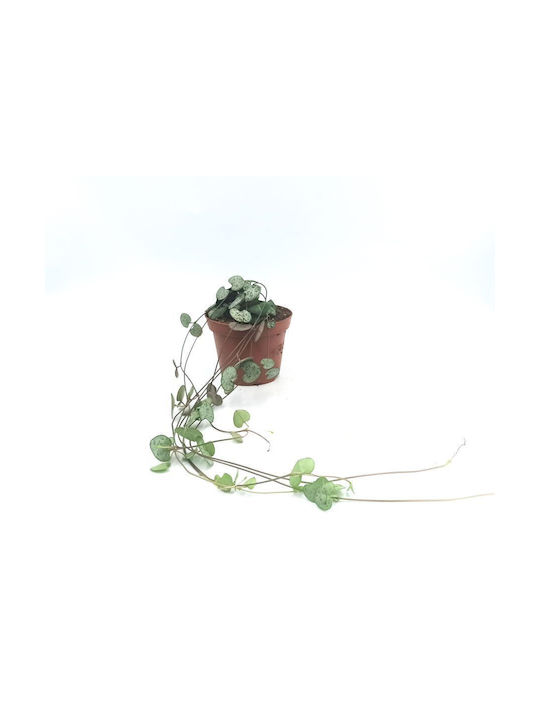 Кремасто Растение “string Hearts” 20см