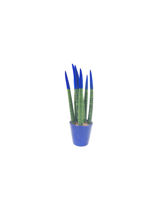 Sansevieria Zylindrische Topfpflanze Verschiedene Farben – 30-32cm Höhe