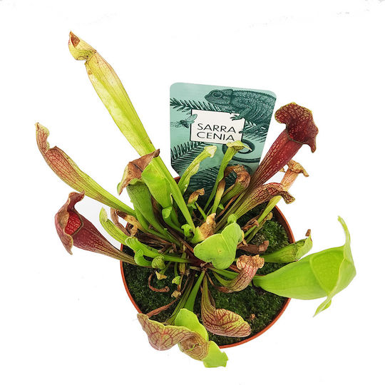 Sarracenia Venosa Judith – Dekorative Künstliche Pflanze Im Topf Sarracenia Venosa Judith – Dekorative Künstliche Pflanze Im Topf