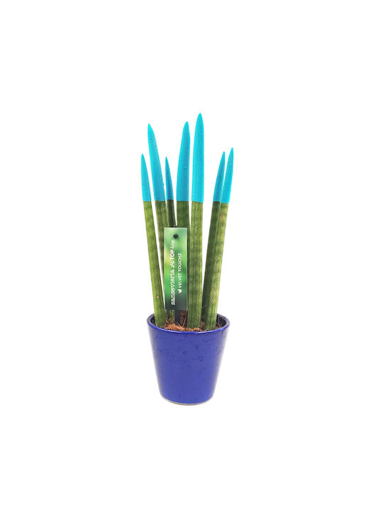 Sansevieria Zylindrische Topfpflanze Verschiedene Farben – 30-32cm Höhe