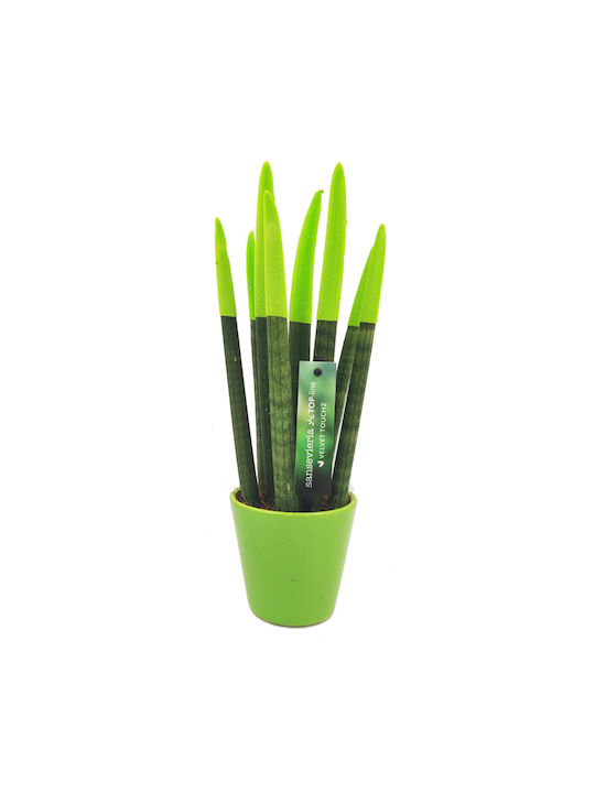 Sansevieria Zylindrische Topfpflanze Verschiedene Farben – 30-32cm Höhe