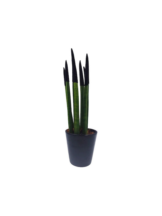 Sansevieria Zylindrische Topfpflanze Verschiedene Farben – 30-32cm Höhe