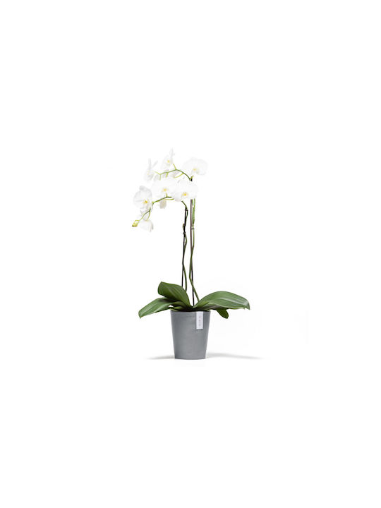 Ecopots Γλάστρα Blue Grey Ecopots Γλάστρα Blue Grey