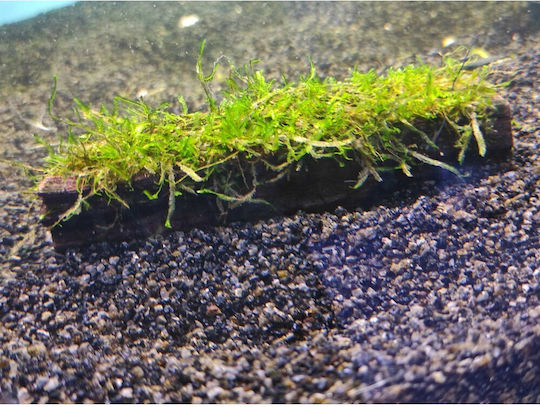 S.i Vesicularia Dubyana On Wood