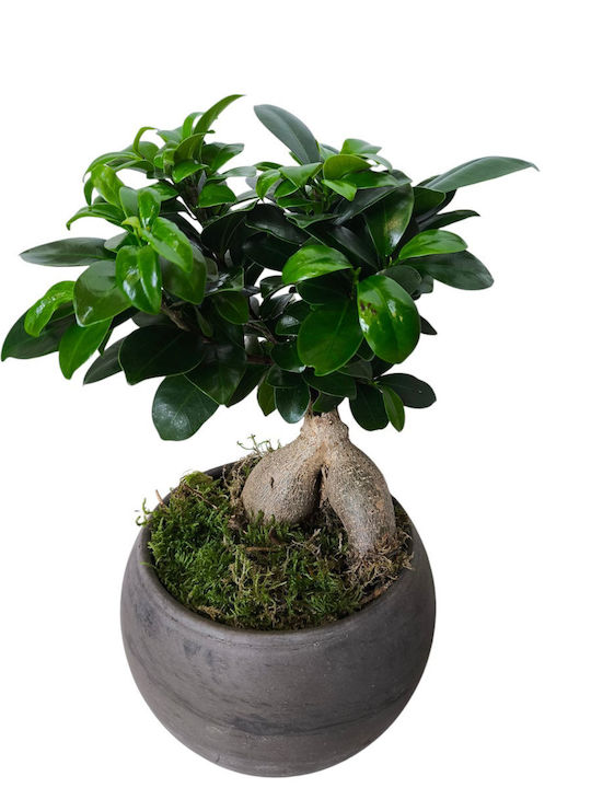 Bonsai Ficus Keramisches Kugelförmiges Pflanzgefäß H:32 X D:14 MilvaFlowers