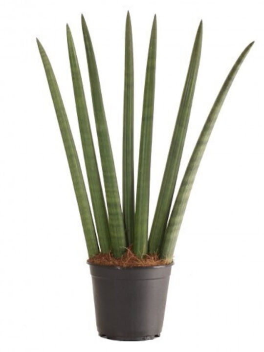Σανσεβιέρια Sansevieria Cylindrica In Kokodama Pot Σανσεβιέρια Sansevieria Cylindrica In Kokodama Pot