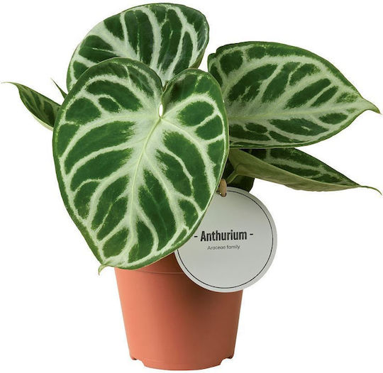 Anthurium Silver Blush