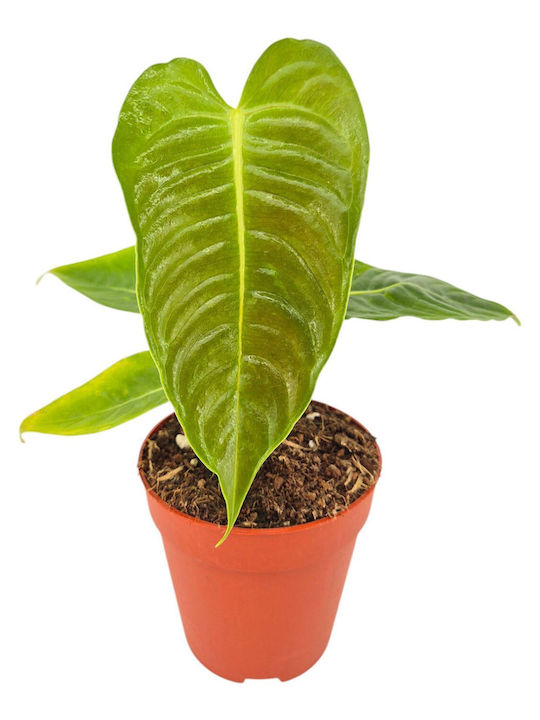 Ανθούριο Anthurium Clarinervium Veitchii Ανθούριο Anthurium Clarinervium Veitchii