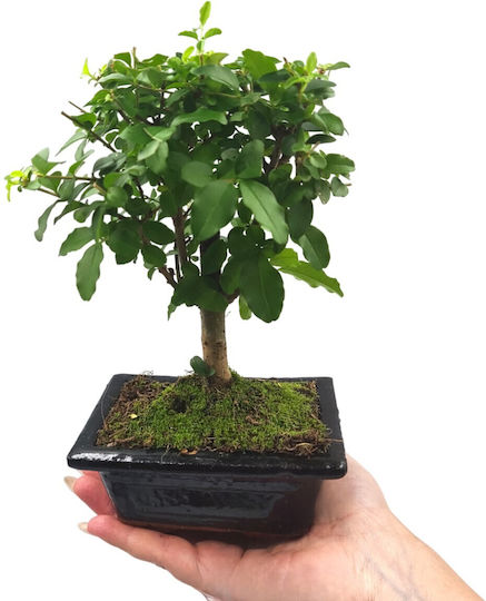 Αυθεντικό Μπονσάι Ligustrum Sinense Baby