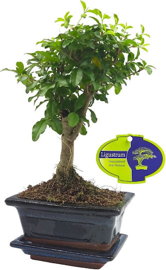 Αυθεντικό Μπονσάι Ligustrum Sinense Baby