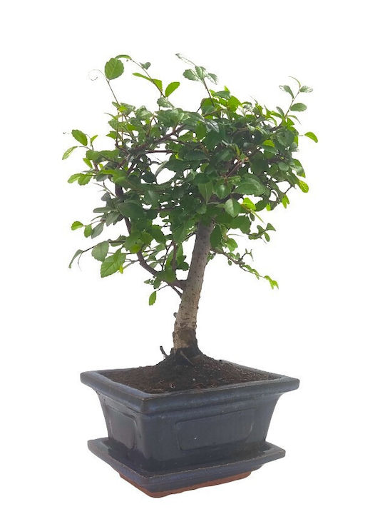 Автентично Бонсай Zelkova Parvifolia Бебе