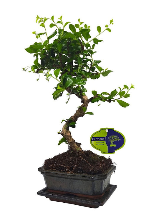Authentisches Bonsai Carmona 30-35cm