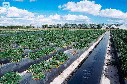 Biodegradable Ground Cover Fabric 15gr/m² 1.2x100m Black