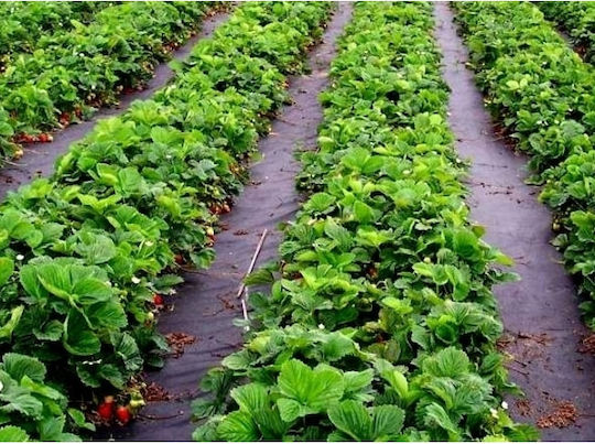 SGTT Ground Cover Fabric 50g/m² 1.6x10m Black