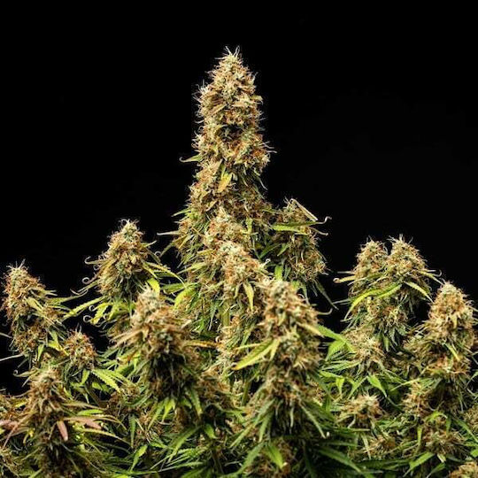 Royal Queen Seeds Σπόροι Μέντας