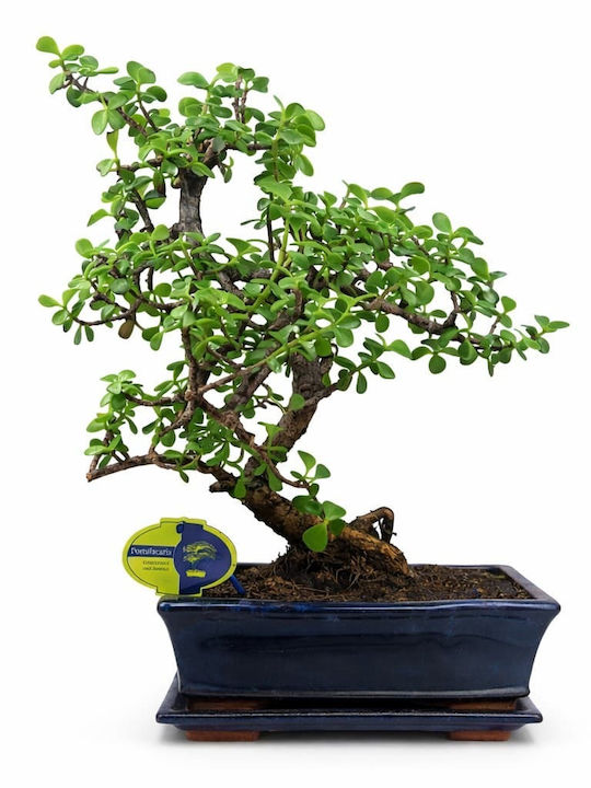 Μπονσάι “portulacaria Afra” 25εκ