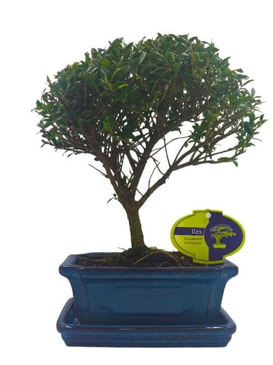 Μπονσάι Δεντράκι Ilex Άιλεξ