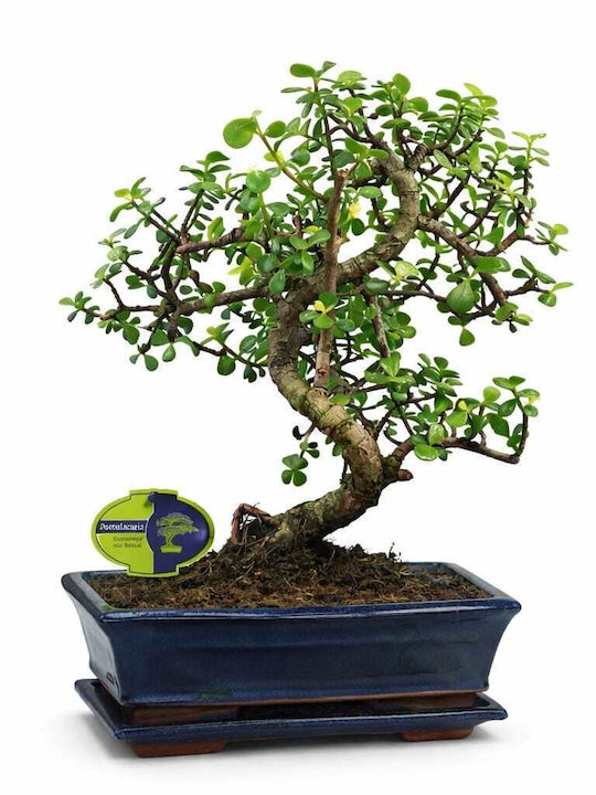 Μπονσάι “portulacaria Afra” 25εκ