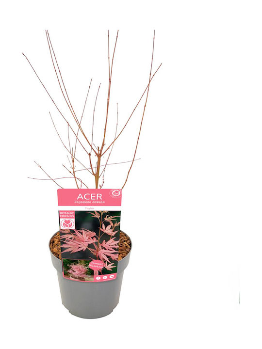 Acer Palmatum “taylor” Acer Palmatum “taylor”