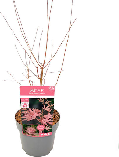 Acer Palmatum “taylor”