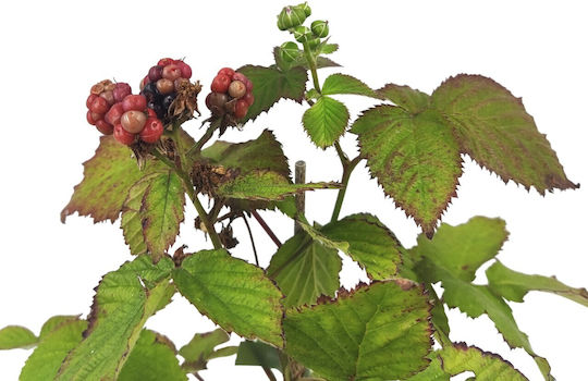 Blackberry Schwarze Brombeere