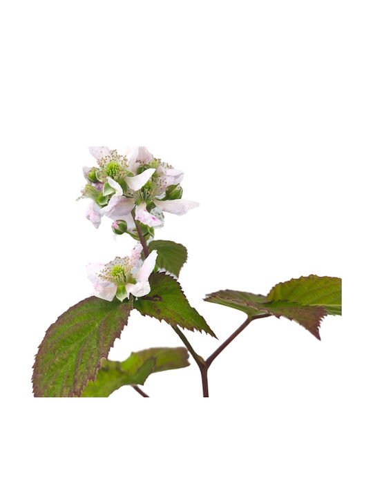 Mure Negre Bush Blackberry Bush
