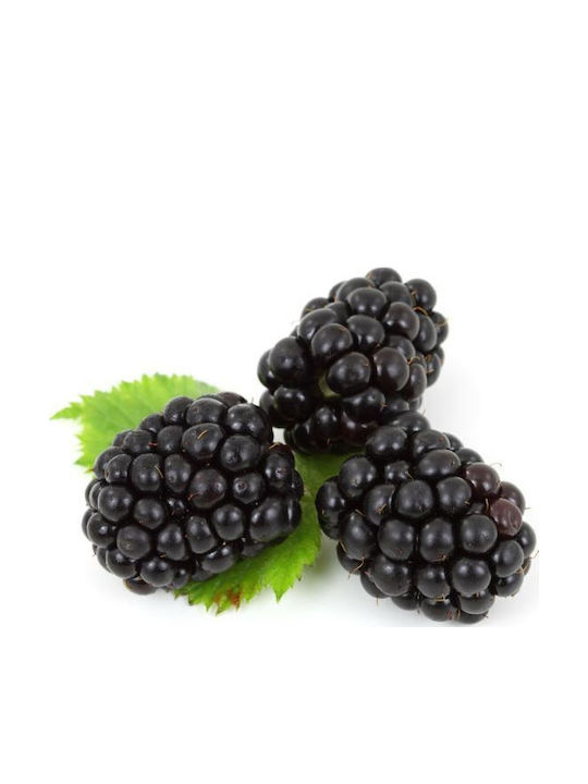 Mure Negre Bush Blackberry Bush