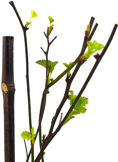 Mure Negre Bush Blackberry Bush