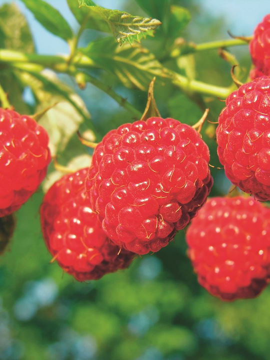 Zmeură Roșie – Rubus Idaeus ‘Malling Promise’