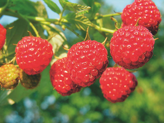 Rotes Rubus Idaeus ‘Malling Promise’