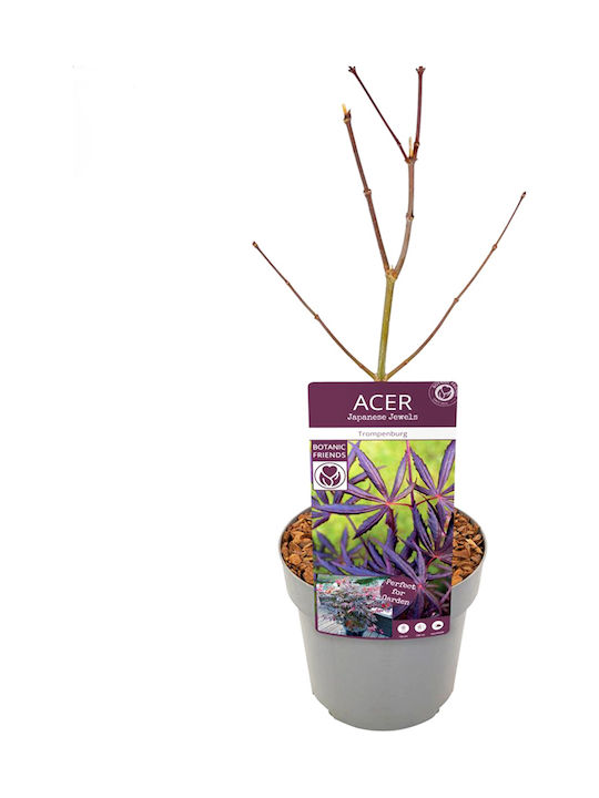Acer Palmatum ”trompenburg”