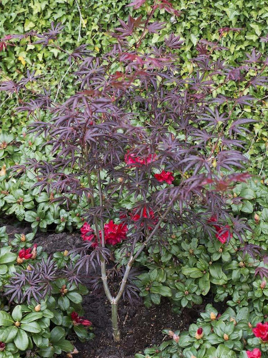 Acer Palmatum ”trompenburg”