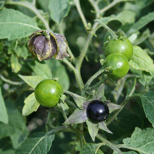 Schwarze Samen 1gr