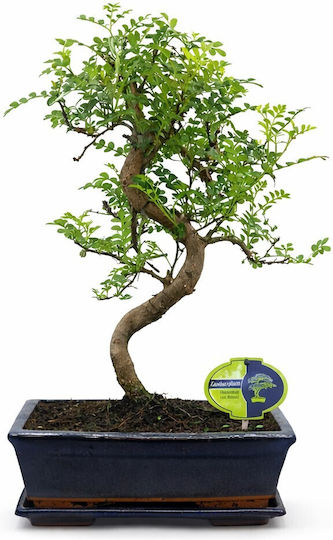 Bonsai Zanthoxylum Piperitum Japanese Sansho Pepper 25 Cm
