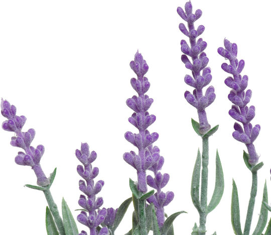 Potted Lavender 13x13x32cm