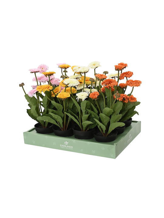 Crizantema Plantă În Ghiveci Φ20x30cm